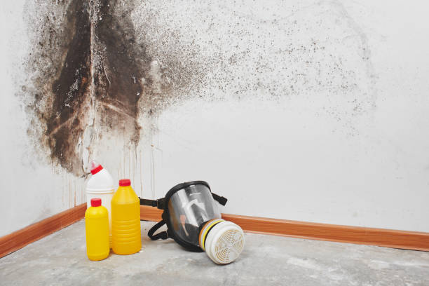 Best Post-Flood Mold Remediation in Walden, NY